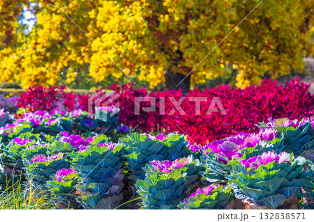 Vibrant array of flowering kale, scarlet foliage, and golden autumn trees create a stunning, colorful garden scene. The Flower Garden in Kromeriz town in Moravia region of Czech Republic, Europe. Vibrant array of flowering kale, scarlet foliage, and golden autumn trees create a stunning, colorful garden scene. The Flower Garden in Kromeriz town in Moravia region of Czech Republic, Europe. 132838571