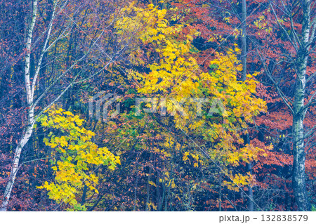Autumnal trees showcase vibrant foliage in a tranquil forest setting, with golden leaves and birch trunks adding to the natural beauty. Autumnal trees showcase vibrant foliage in a tranquil forest setting, with golden leaves and birch trunks adding to the natural beauty. 132838579