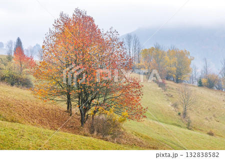 Autumn Hillside. A vibrant display of fall colors painting a serene landscape. The trees stand as nature's masterpiece against a hazy backdrop. 132838582