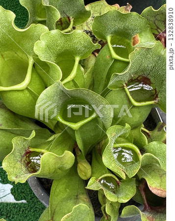 消化液がたまったサラセニア 132838910