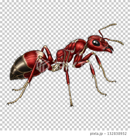 Ant anatomy. illustration design. 132838932