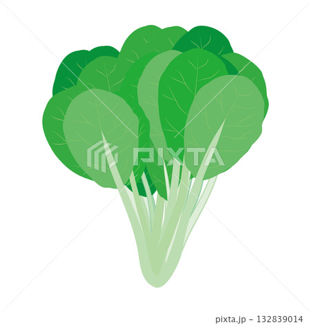 小松菜　葉物野菜のイラスト素材 132839014