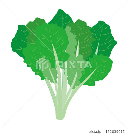 ほうれん草のイラスト　葉物野菜のイラスト素材 132839015
