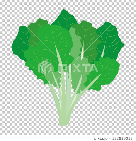 ほうれん草のイラスト　葉物野菜のイラスト素材 132839015