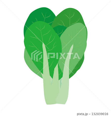 青梗菜 葉物野菜のイラスト素材 青梗菜 葉物野菜のイラスト素材 132839016
