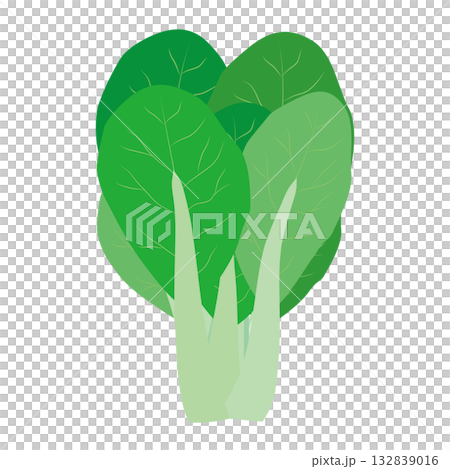青梗菜 葉物野菜のイラスト素材 青梗菜 葉物野菜のイラスト素材 132839016