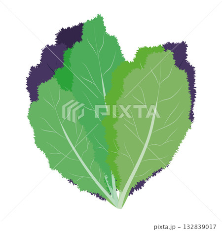 高菜　葉物野菜のイラスト素材 132839017
