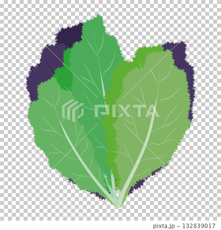 高菜　葉物野菜のイラスト素材 132839017