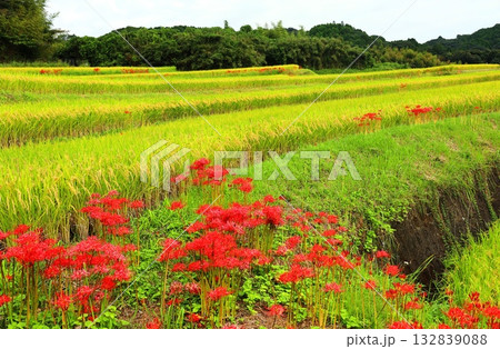 大和町彼岸花 大和町彼岸花 132839088