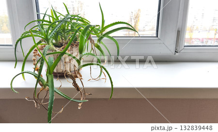A green aloe plant in a pot on a bright windowsill in a room. Minimalistic, natural decor and a home garden concept with sunlight and a cozy atmosphere.  132839448