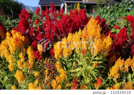 秋を告げるケイトウ 132839519