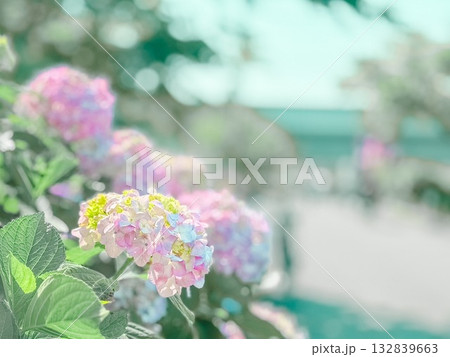 道端に咲くユリの花 132839663