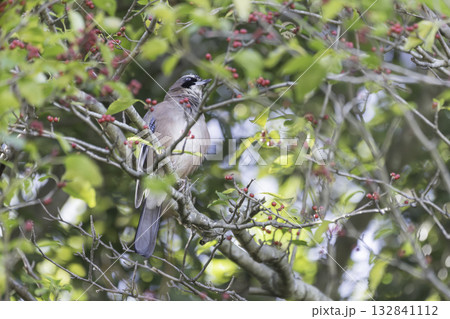 赤い木の実を食べるカケス 132841112