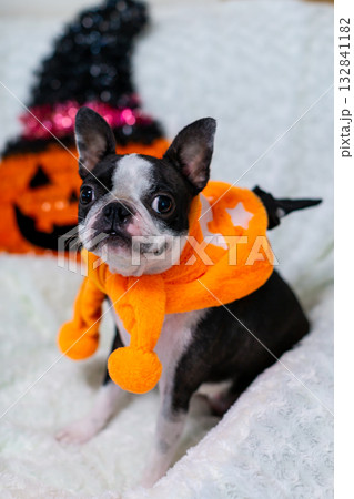 ハロウィンのコスプレをしたボストンテリア ハロウィンのコスプレをしたボストンテリア 132841182