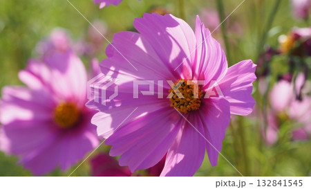 陽を浴びたピンク色のコスモスをアップで 132841545