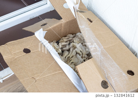 Oyster mushrooms in the cartoon box Oyster mushrooms in the cartoon box 132841612