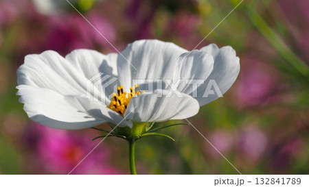 白色のコスモスを横からアップで撮りました 132841789