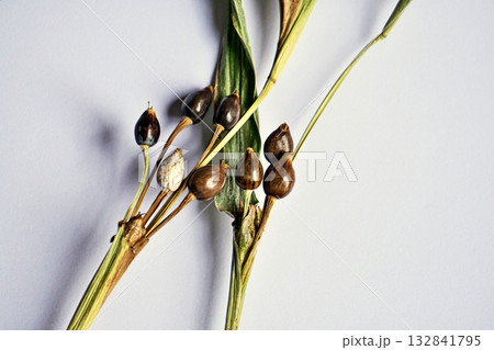 白や黒色のジュズダマの実（秋、十月） 132841795