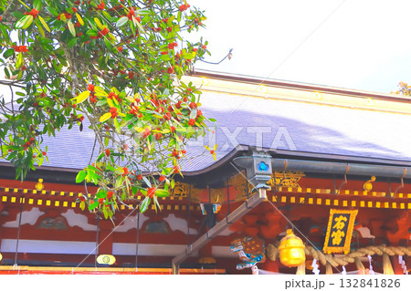 神社拝殿と赤い多羅葉の実 132841826