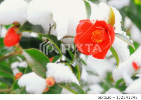 雪の中で寒さにも負けず健気に咲く山茶花の花 132841845