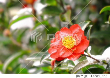 鮮やかな赤色の山茶花の花 鮮やかな赤色の山茶花の花 132841847