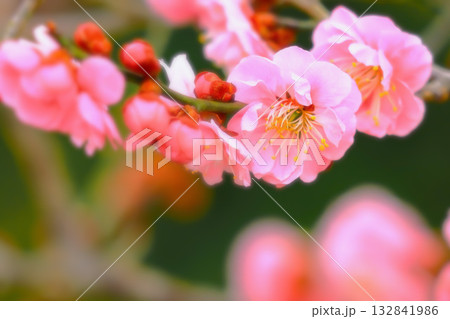 春を告げる満開のピンクの梅の花 132841986