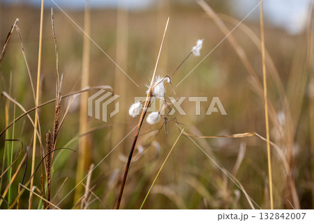 Close up of fluffy cotton grass in green meadow in Lapland Finland Close up of fluffy cotton grass in green meadow in Lapland Finland 132842007