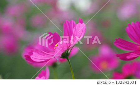 ピンク色のコスモスを横から撮りました 132842031