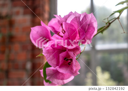 Bougainvillea, leaves in medicinal use, native to Brazil, nyctaginaceae, bougainvillea glabra 132842192