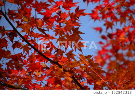 瑞宝寺公園 132842318