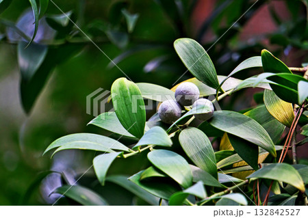 秋のナギの実(秋、十月) 秋のナギの実(秋、十月) 132842527