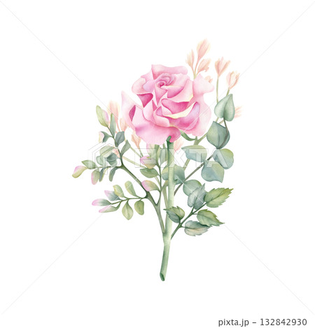 French Rose with leaves, botanical watercolor art. Open bud of flower, eucalyptus, sprig of pistachio. Delicate pink floral isolated illustration. Spring composition for your design, textile, card French Rose with leaves, botanical watercolor art. Open bud of flower, eucalyptus, sprig of pistachio. Delicate pink floral isolated illustration. Spring composition for your design, textile, card 132842930