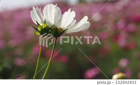 白色のコスモスを横から撮りました 132842931