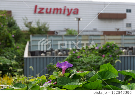 大阪府松原市 イズミヤ松原店 閉店の記録-紫のノアサガオとIzumiyaロゴ 132843396