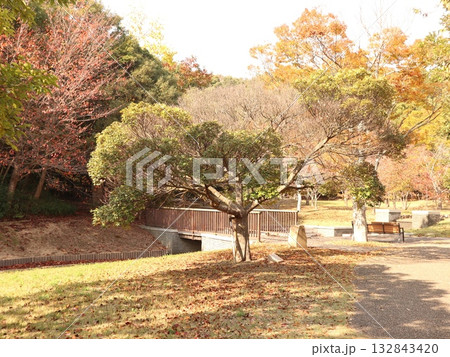 西神中央公園 神戸市 西区 公園 少し紅葉 西神中央公園 神戸市 西区 公園 少し紅葉 132843420