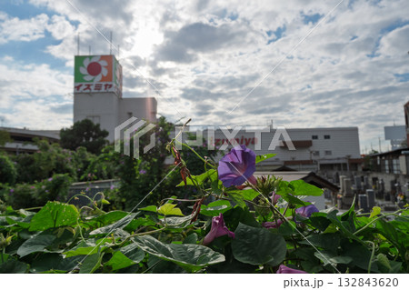 大阪府松原市 イズミヤ松原店 閉店の記録-紫のノアサガオ 132843620