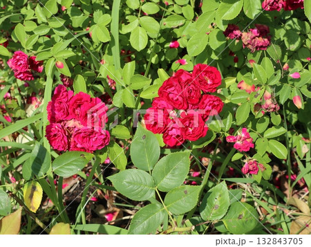 西神中央近隣散歩道からの風景　湯谷池　区役所　他 132843705