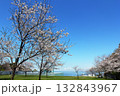青空と海に映える横須賀美術館の満開の桜 132843967