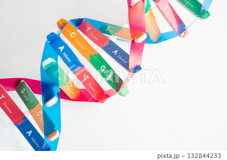 DNA molecule spiral structure model isolated on white background, chromosome and gene chemical science biology. DNA molecule spiral structure model isolated on white background, chromosome and gene chemical science biology. 132844233