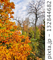 Trees with bright yellow and orange leaves in an autumn park. 132844682