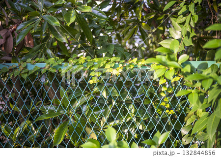 緑のフェンス 森 林 公園 シンプル 素材 緑のフェンス 森 林 公園 シンプル 素材 132844856