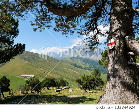 ゴンツェン山の草原 (スイス・ザンクトガレン州) ゴンツェン山の草原 (スイス・ザンクトガレン州) 132844924