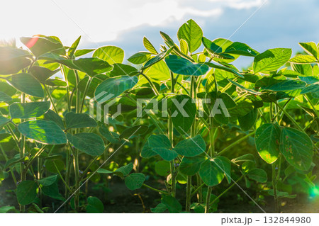 Sunlight illuminates vibrant soybean plants in a lush field, showcasing their growth and vitality during the harvest season 132844980