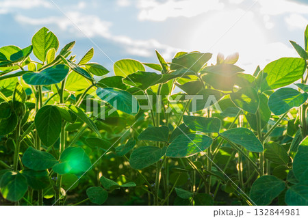 Green soybean plants thrive in a sunny field, showcasing the beauty of agriculture during the growth phase before harvest Green soybean plants thrive in a sunny field, showcasing the beauty of agriculture during the growth phase before harvest 132844981