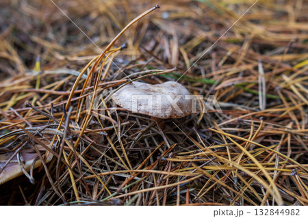 A small white mushroom emerges from a bed of dry pine needles in a peaceful forest setting during fall 132844982