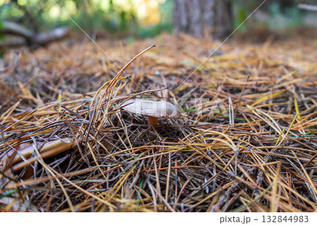 A mushroom emerges from the ground, surrounded by dry pine needles in a serene forest setting under natural light A mushroom emerges from the ground, surrounded by dry pine needles in a serene forest setting under natural light 132844983