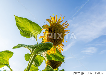 Sunflowers thrive in a sunny field, displaying bright yellow petals and green leaves as they grow toward the clear blue sky 132845007
