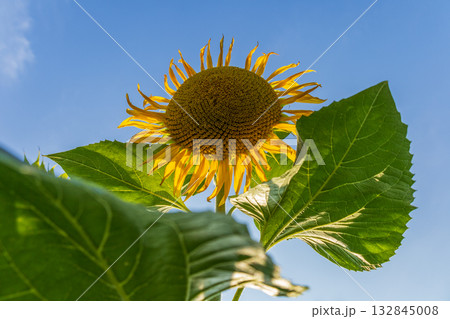 A large sunflower stands tall against a clear blue sky, surrounded by lush green leaves and soaking up the warm sunlight of a beautiful day 132845008