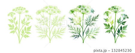 Parsley and dill herbs in watercolor. Hand drawn. Not AI, vector illustration. 132845230