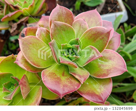 感情を食べる植物 132845699